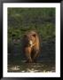 A Serious Looking Brown Bear Crossing A Stream by Ralph Lee Hopkins Limited Edition Pricing Art Print