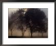 The Sun Peeks Through The Branches Of A Tree Shrouded In Mist by Annie Griffiths Belt Limited Edition Print