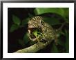 An Anolis Porcus Lizard Eats A Grasshopper by Steve Winter Limited Edition Pricing Art Print