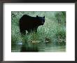 Black Bear (Ursus Americanus) by Raymond Gehman Limited Edition Print
