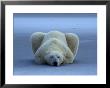 Polar Bear With Stock Market Quotes by Norbert Rosing Limited Edition Print