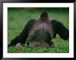Western Lowland Gorilla Sitting In Grass by Michael Nichols Limited Edition Pricing Art Print