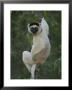 A Verreauxs Sifaka Lemur Clings One-Handed To A Tree Vine by Michael Melford Limited Edition Pricing Art Print
