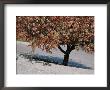 Blossoms On A Cherry Tree In Arlington Cemetery by Raymond Gehman Limited Edition Print
