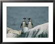 A Pair Of Humboldt, Or Peruvian, Penguins On A Rocky Shore by Joel Sartore Limited Edition Print
