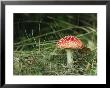 Psychotropic Amanita Muscaria Mushroom Near A Fern by Klaus Nigge Limited Edition Print
