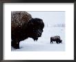 Bison In The Snow by Joel Sartore Limited Edition Pricing Art Print