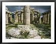 The Doric Columns Of The Greek Temple Dedicated To Hera At Paestum by Sisse Brimberg Limited Edition Pricing Art Print