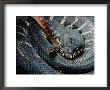 An Adult Boelens Python With Young by George Grall Limited Edition Print