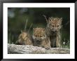 A Trio Of Captive Wolf Pups Stand Behind A Fallen Tree Trunk by Tom Murphy Limited Edition Print