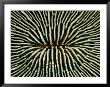Close-View Of The Intricately Patterned Exterior Of A Mushroom Coral by Wolcott Henry Limited Edition Print