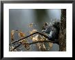 An Eastern Gray Squirrel Has A Meal In The Crotch Of A Tree by Chris Johns Limited Edition Pricing Art Print