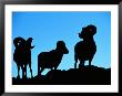 Silhouettes Of A Trio Of Bighorn Rams by Raymond Gehman Limited Edition Print