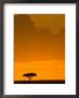 A Lone Acacia Tree Stands Silhouetted On Masai Mara At Sunset by Roy Toft Limited Edition Print