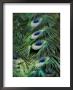 Peacock Feather Detail by Tim Laman Limited Edition Pricing Art Print