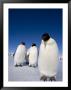 Emperor Penguins (Aptenodytes Forsteri), Snow Hill Island, Weddell Sea, Antarctica, Polar Regions by Thorsten Milse Limited Edition Pricing Art Print