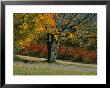 Sugar Maple Tree Losing Leaves In Autumn (Fall), Holderness, Near Plymouth, New England by Marco Simoni Limited Edition Print