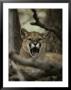 Mountain Lion Snarls And Growls by Jim And Jamie Dutcher Limited Edition Print