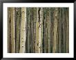 Close View Of Tree Trunks In A Stand Of Birch Trees by Raul Touzon Limited Edition Print