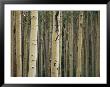 Close View Of Tree Trunks In A Stand Of Birch Trees by Raul Touzon Limited Edition Print