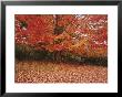 A Maple Tree Slowly Sheds A Carpet Of Bright Orange Leaves by Stephen St. John Limited Edition Pricing Art Print