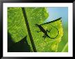 Anole Lizard Silhouetted Behind A Large Leaf by George Grall Limited Edition Print
