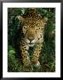 A Jaguar Gives A Curious Look At The Photographer by Steve Winter Limited Edition Pricing Art Print
