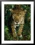 A Jaguar Gives A Curious Look At The Photographer by Steve Winter Limited Edition Print