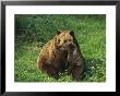 Brown Bear With Cub, Bayerischer Wald National Park, Germany by Norbert Rosing Limited Edition Print