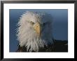 A Close View Of A Northern American Bald Eagles Drying And Full-Feathered Head by Norbert Rosing Limited Edition Print