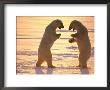 Two Polar Bears Square Off For A Fight by Paul Nicklen Limited Edition Pricing Art Print