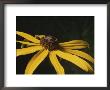 Close View Of A Black-Eyed Susan, Marylands State Flower by Brian Gordon Green Limited Edition Print
