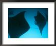 A Group Of Silhouetted Manta Rays Swimming Gracefully by Heather Perry Limited Edition Pricing Art Print