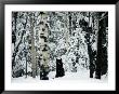 A Gray Wolf Sitting In The Midst Of A Snowy Landscape by Joel Sartore Limited Edition Print
