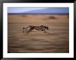 An African Cheetah Chases Prey On The Okavango Delta by Chris Johns Limited Edition Print