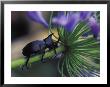 Rhinoceros Beetle, Papua New Guinea by Michele Westmorland Limited Edition Print