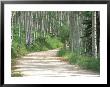Aspen Grove Along Ohio Pass, Colorado, Usa by Julie Eggers Limited Edition Pricing Art Print