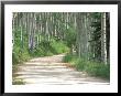 Aspen Grove Along Ohio Pass, Colorado, Usa by Julie Eggers Limited Edition Print