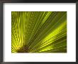 Traveler's Palm Leaf Detail, Edgewater, Florida by Lisa S. Engelbrecht Limited Edition Print