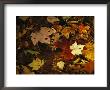 Array Of Autumn Maple Leaves And Pine Needles Float In A Creek by Raymond Gehman Limited Edition Print
