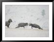 American Bighorn Rams Square Off In A Duel by Michael S. Quinton Limited Edition Print
