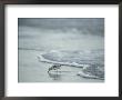 Sandpiper Foraging In The Surf by Joel Sartore Limited Edition Print