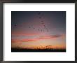 Flock Of Common Cranes Flying At Sunset by Klaus Nigge Limited Edition Print
