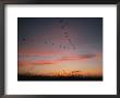 Flock Of Common Cranes Flying At Sunset by Klaus Nigge Limited Edition Pricing Art Print