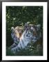 Two Tigers Lie Next To Each Other by Dr. Maurice G. Hornocker Limited Edition Print