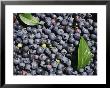 A Pile Of Ripe Blueberries With A Few Scattered Leaves by Bill Curtsinger Limited Edition Print