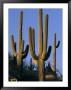 Saguaro Cacti In Desert Landscape With Vivid Blue Sky by Richard Nowitz Limited Edition Print