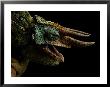 Three-Horned Chameleon by Michael Nichols Limited Edition Print