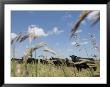Angus Cattle On A Pasture In Valparaiso, Nebraska by Joel Sartore Limited Edition Print