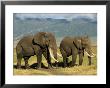 African Elephant, Ngorongoro Crater, Arusha, Tanzania by Ariadne Van Zandbergen Limited Edition Print